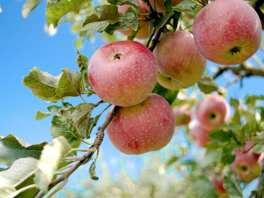 Scott Farm Orchard Scott Farm Orchard